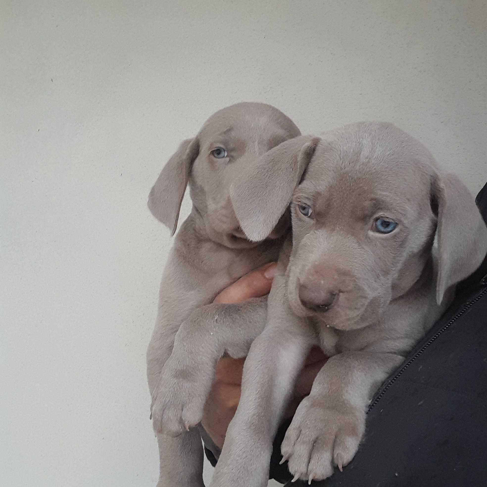 Weimaraner com lop