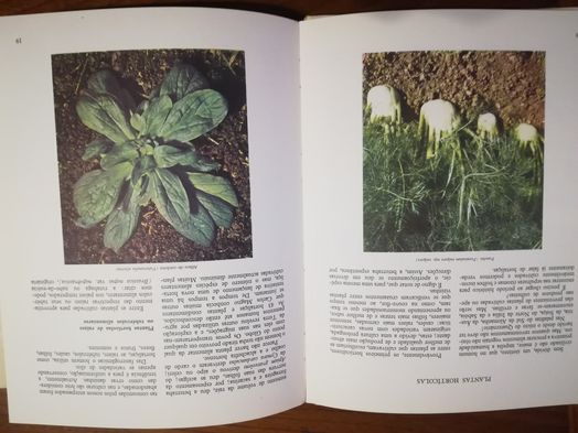 2 livros - O mundo das plantas