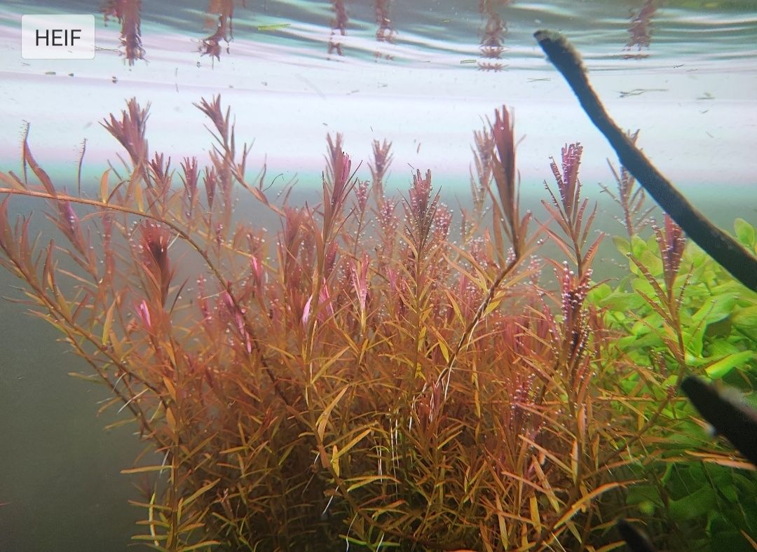 Pack plantas aquário