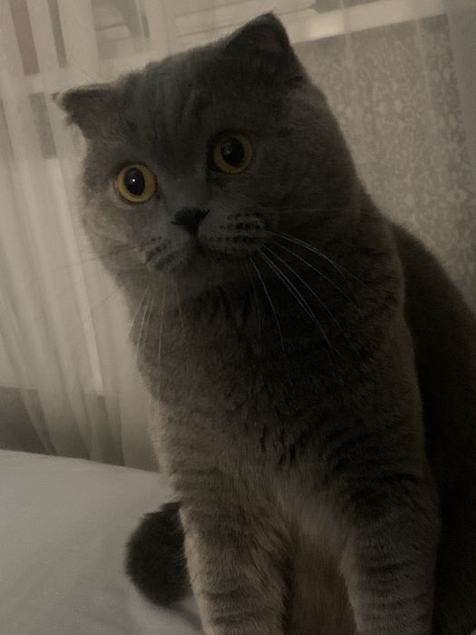 Вязка кота «Скотиш Фолд»