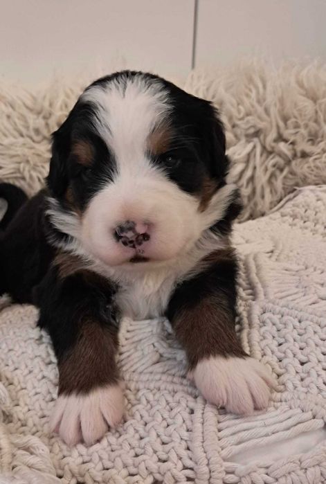 Urocza suczka Berneński Pies Pasterski !