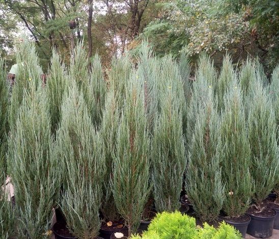 Ялівець (можжевельник) Блю Ароу екстра 160-220 cм Київ