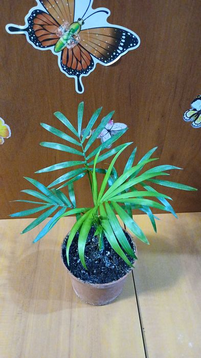 Хамедорея , розы, троянди комнатные растения,