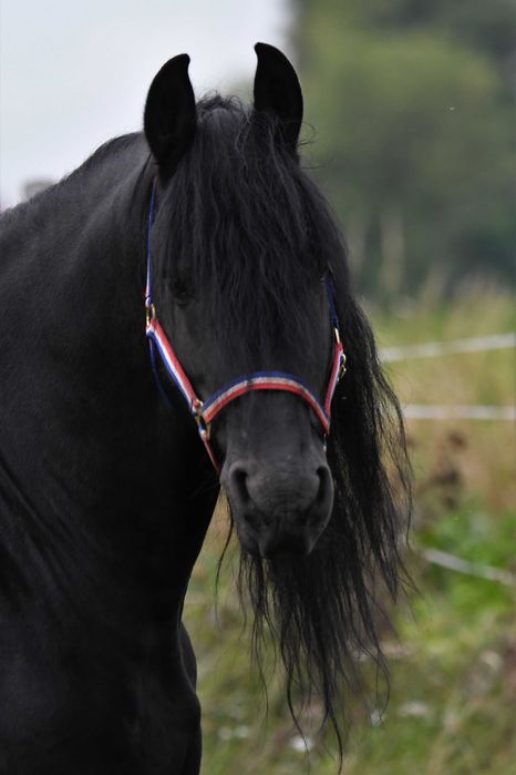 Ogier fryz fryzyjski siodlo zaprzeg