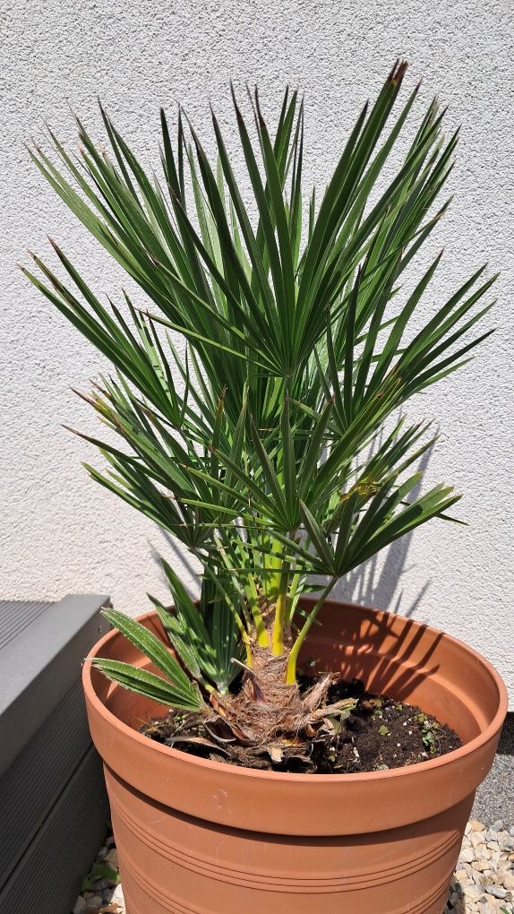 Karłatka niska (Chamaerops humilis)