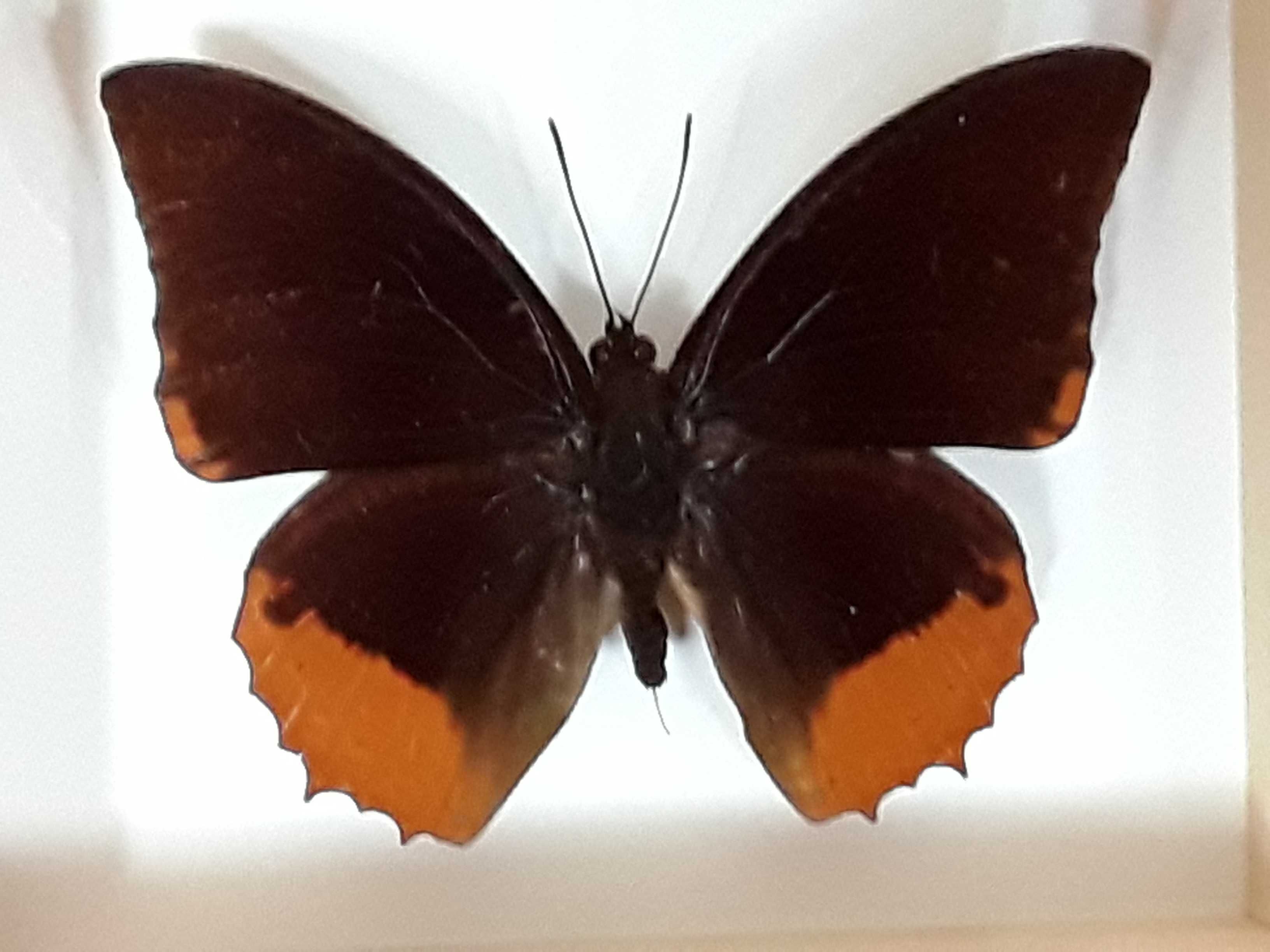 Motyl w ramce 12x10 cm Charaxes protoclea 80 mm .