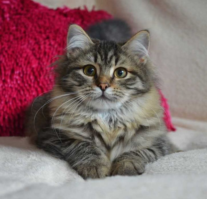 Gardenia kotka syberyjska