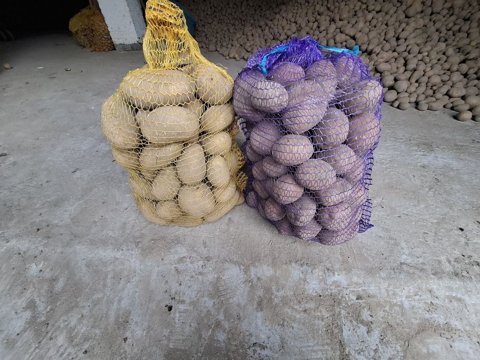 Ziemniaki Jurek Soraya bellarossa +45