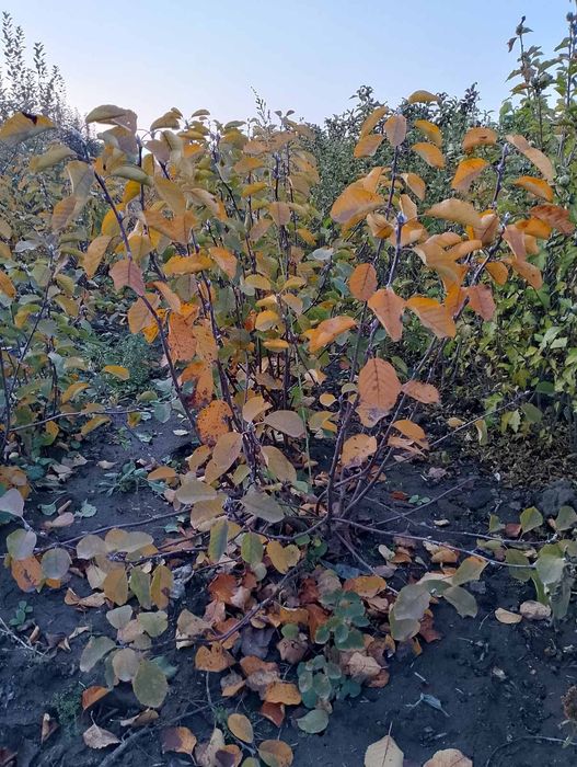 Саджанці ірги канадської