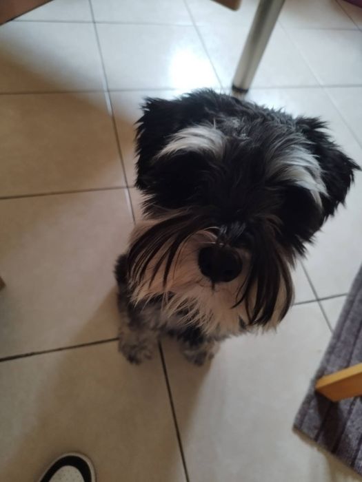 Groomer, psi fryzjer