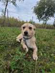 Szukasz radosnego kumpla? Harry jest gotowy do adopcji!
