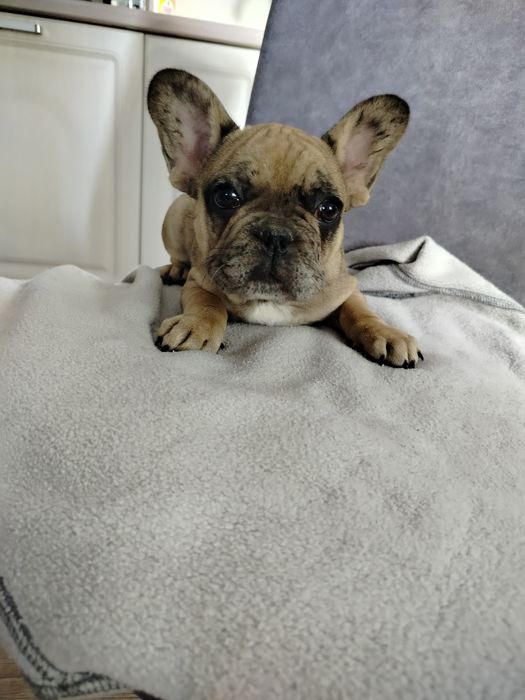Buldog francuski suczka