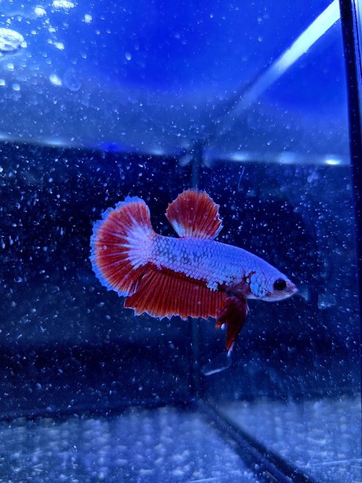 Bojownik HMPK dragon