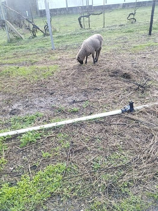 Carneiro com ano e meio para trocar ou venda