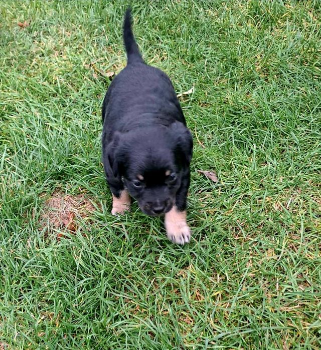 Oddam suczki za darmo