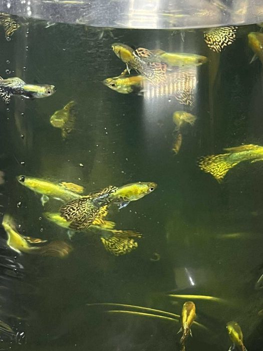 Poecilia reticulata Gold Red Graver Gupik Gold Red Graver