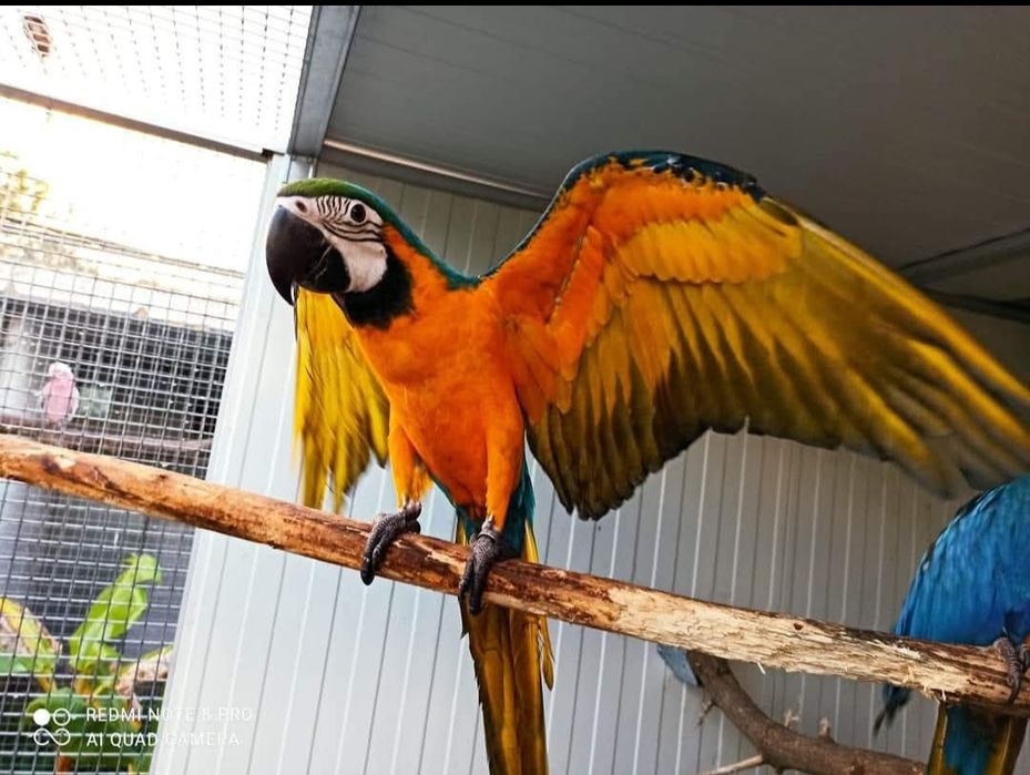 Araras ararauna 2025