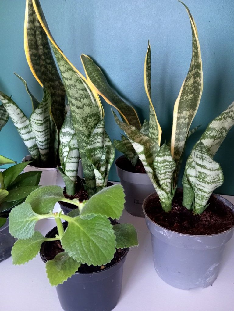 Sansevieria kwiaty