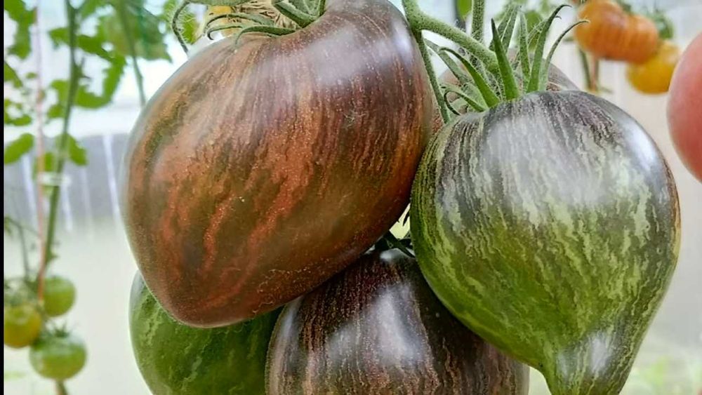 Семена томатов. Очень урожайных перцев и помидор.