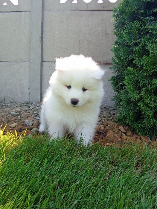 Samoyed śliczny gotowy do nowego domu