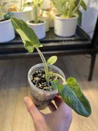 Alocasia Lauterbachiana variegata