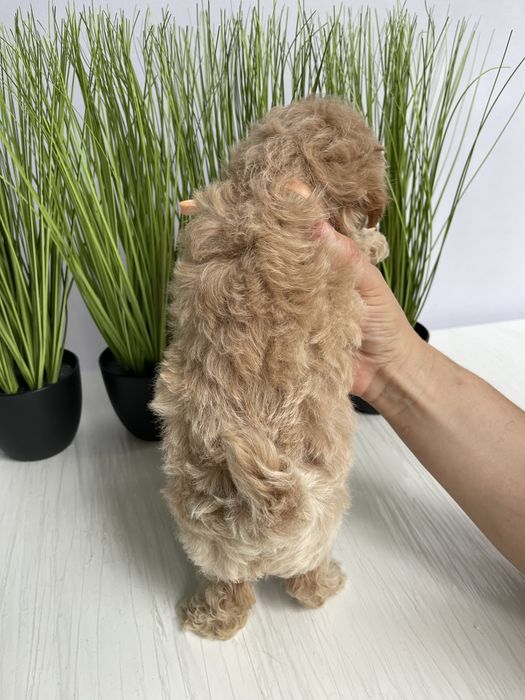 VIP Мальтипу F1 — Маленькі моделі для обіймів