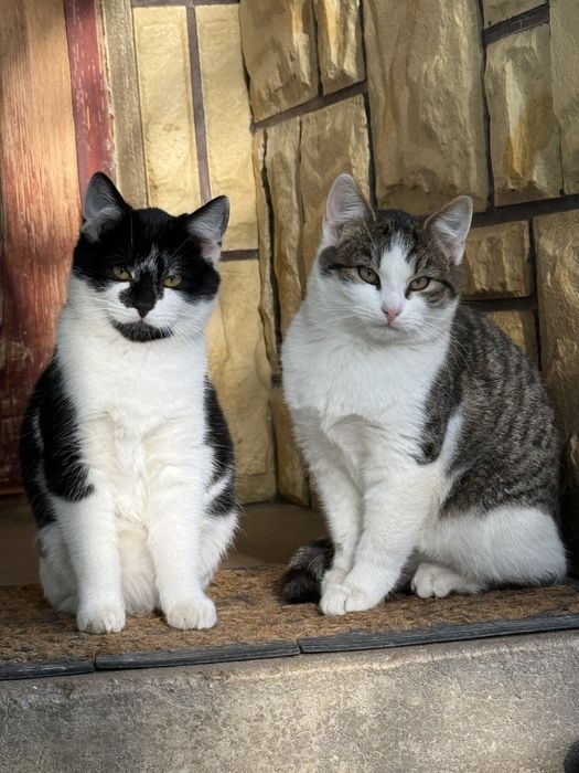 oddam kociaki w dobre ręce!