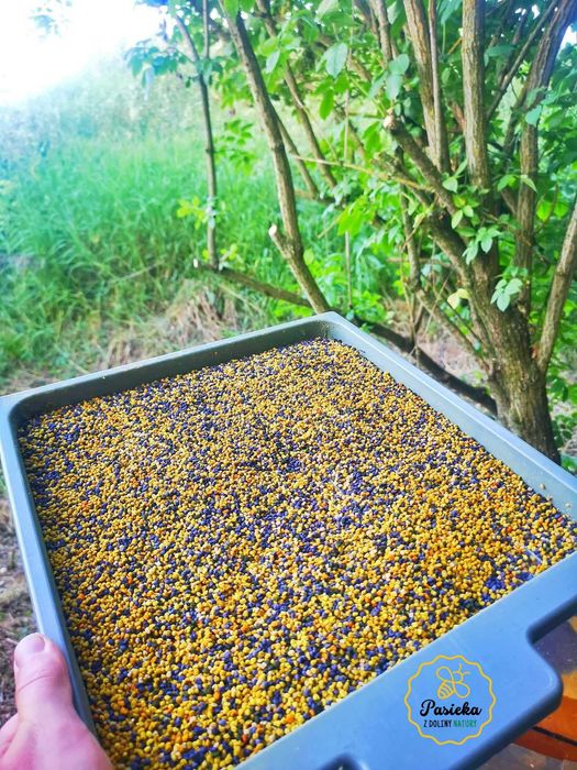 POLSKIE MIODY - Miód z Własnej Pasieki / DARMOWY DOWÓZ | Bez chemii !