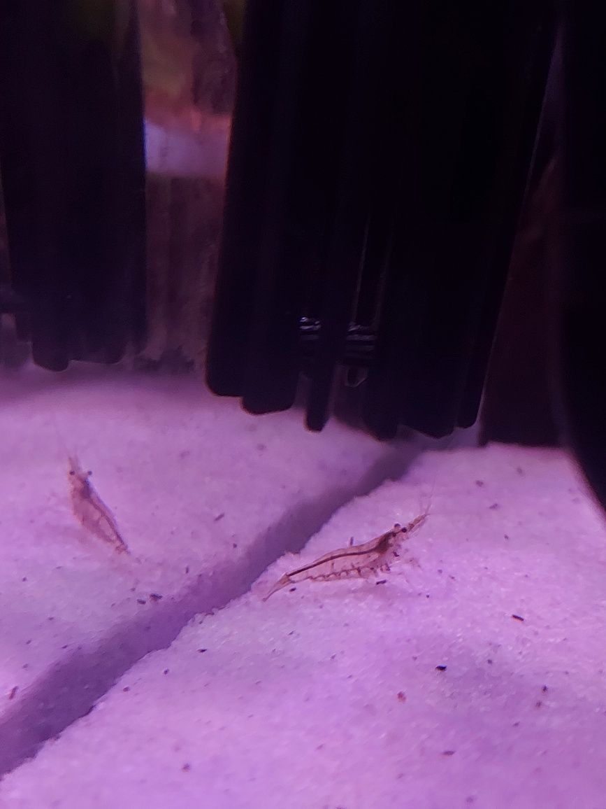 Camarões Neocaridina aquário