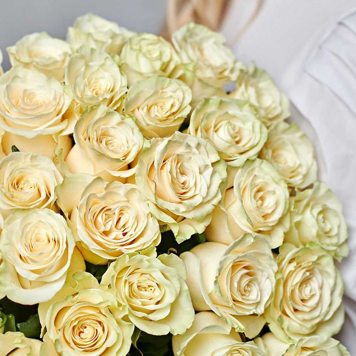 Саджанці троянд : чайно-гібридні, Англійські, Бордюрні, В'юнкі та Почв