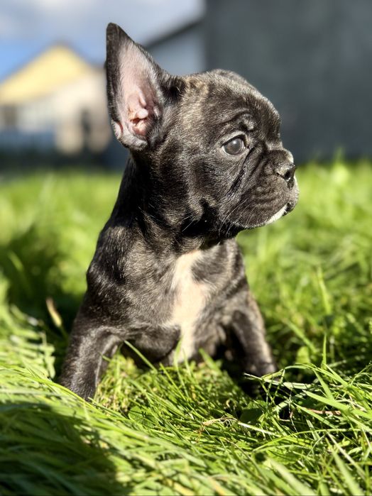 Buldog Francuski