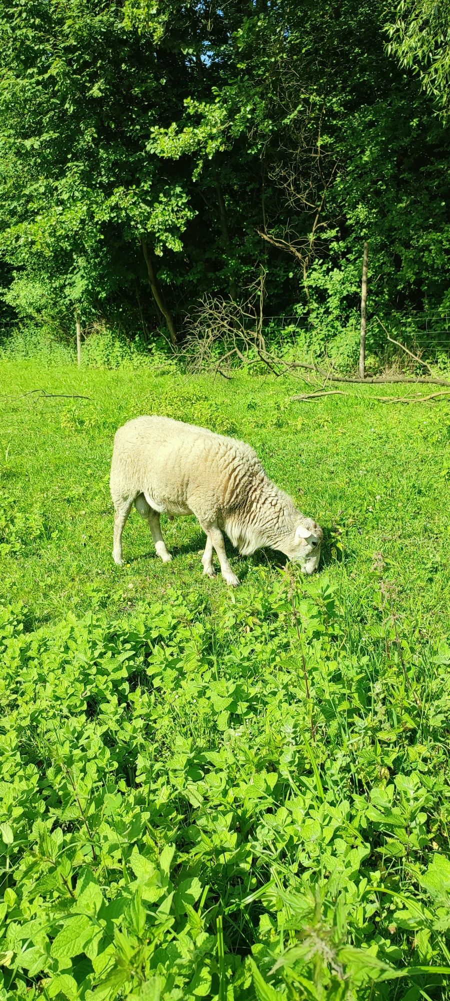 Młodego barana sprzedam