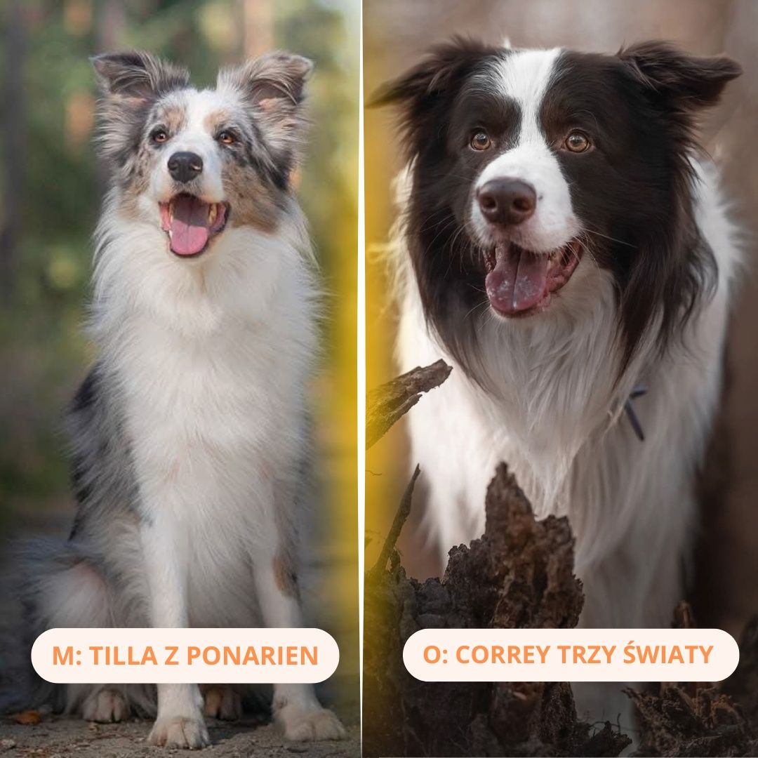 Border Collie szczenięta  FCI ZKwP
