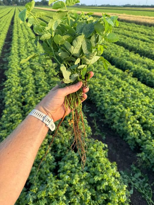 PODKŁADKA RÓŻY  | Laxa, Multiflora, Inermis, Schreiber i inne