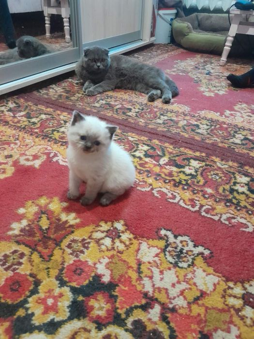 Кошенятко хлопчик