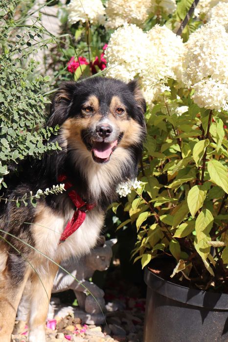 Jupik szuka kochanego domu