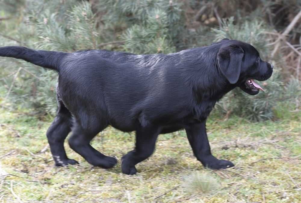 Labrador Retriever szczenie z rodowodem ZKwP, FCI Badania Genetyczne