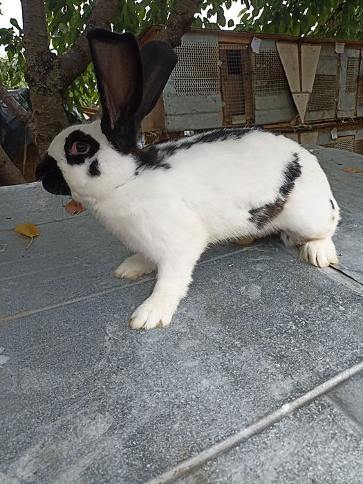 Кролі, кролики, кролиці, кроленята строкачі 964304936