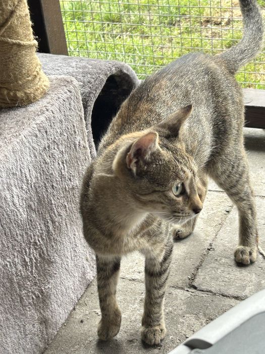 Tigra - poleca się do adopcji .