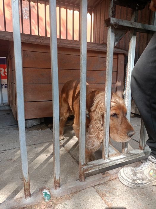 Bursztyn szuka odpowiedzialnego domu !!