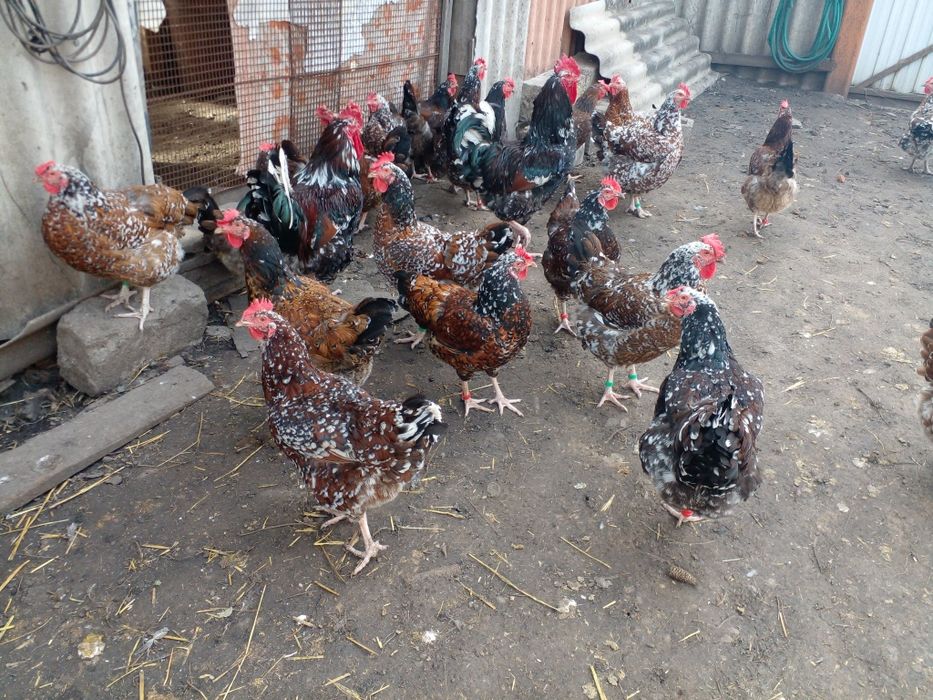 Куры ливенские ситцевые