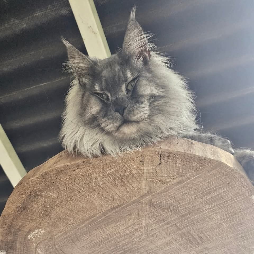 Maine Coon kocurek