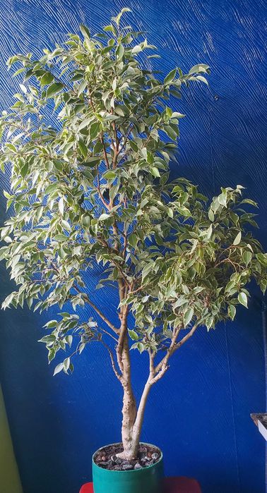 бонсай карликовое дерево