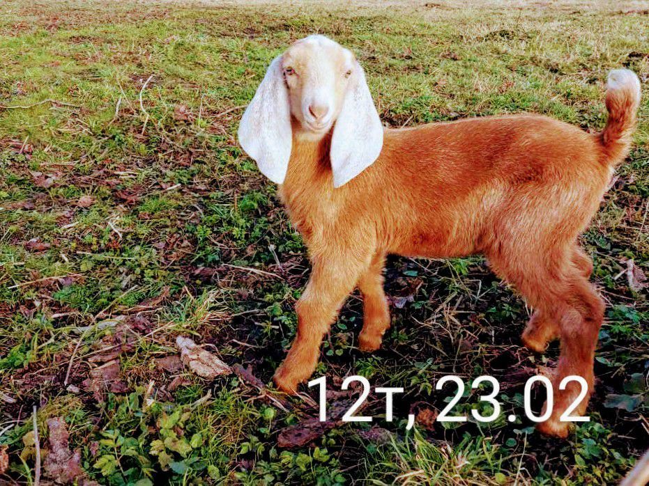 100% НУБІЙСЬКІ козенята