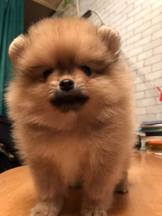 ВЯЗКА.  Померанский шпиц.