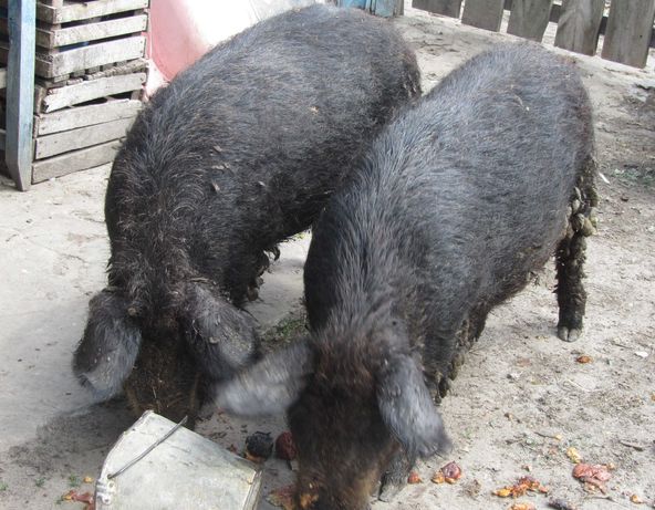 Свиньи, свиноматки Венгерская Мангалица