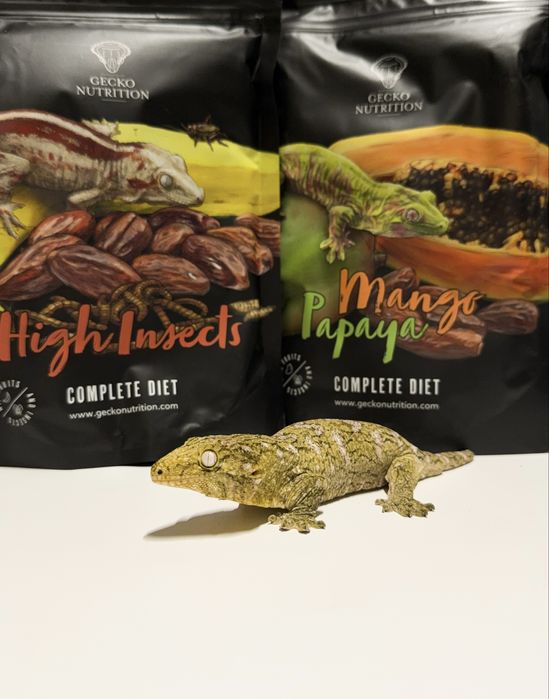 Papka gekon 30g, pangea, gecko nutrition