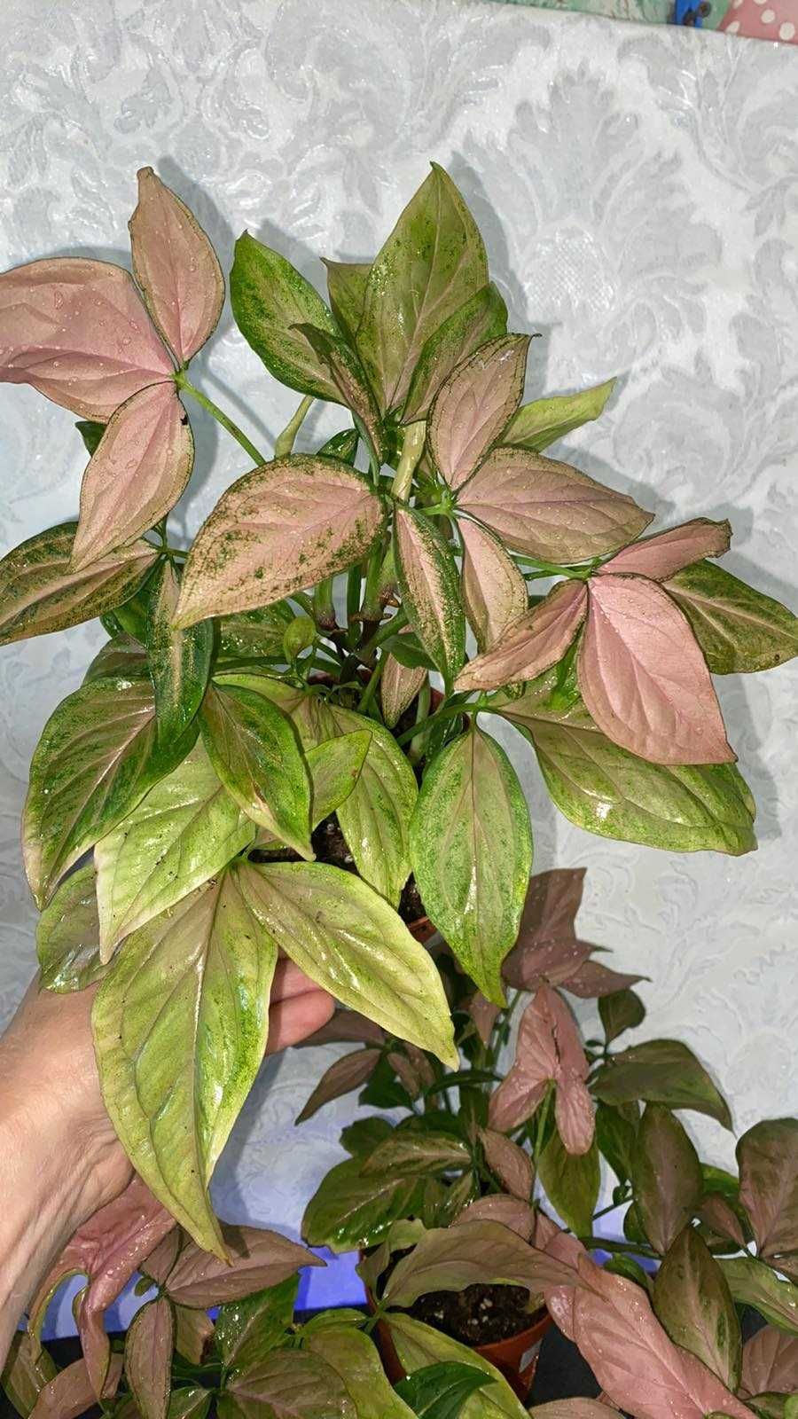 Syngonium Pink splash Сингониум