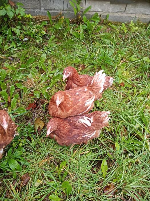 Sprzedam Mlode kurki nioski rossa, loghman brown, white i sandy