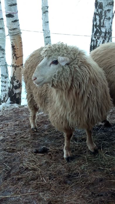 Baran owca merynos tryk